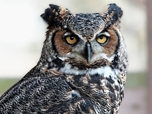 Great horned owl from "Back to the Wild".