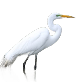 Great Egret