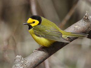 A not so common warbler to visit the marsh