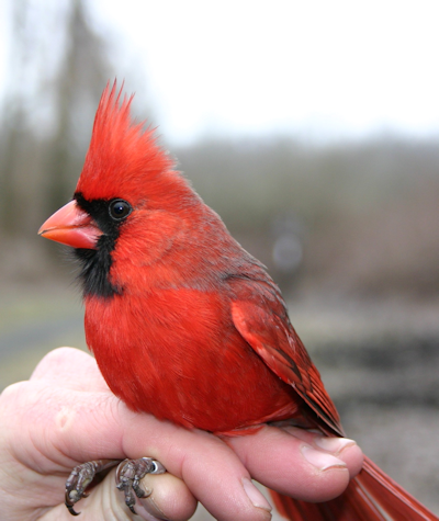 Male Cardinal