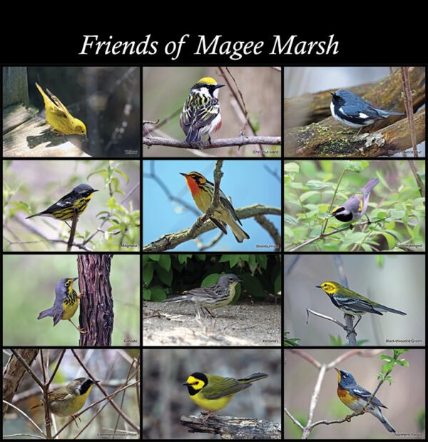 Friends of Magee Marsh shopping bags with warbler photographs